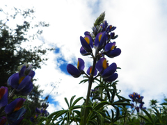Lupinus