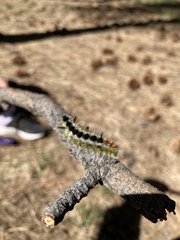 Lophocampa ingens