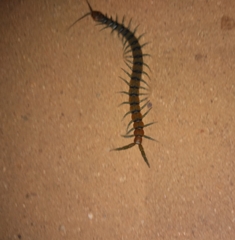 Scolopendra polymorpha