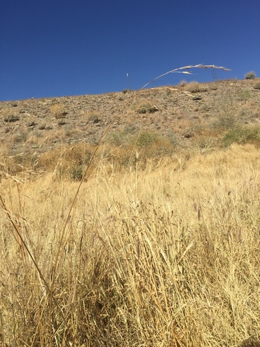 Bromus arizonicus, 2017-05-06