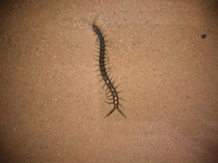 Scolopendra polymorpha