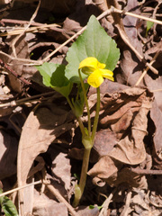Viola pubescens