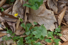Ranunculoideae