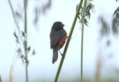 Sporophila angolensis