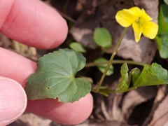 Viola pubescens