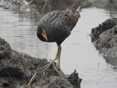 Gallicrex cinerea