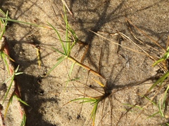 Zoysia