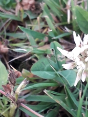 Trifolium repens