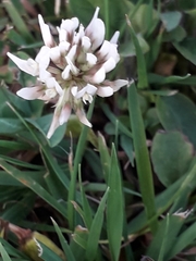 Trifolium repens