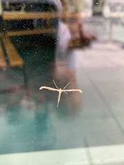 Gillmeria pallidactyla