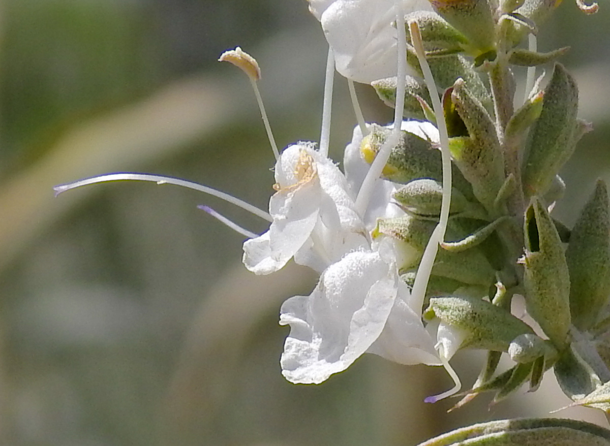 salvia blanca (Salvia apiana) · iNaturalist Mexico