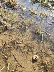 Pericoptus truncatus