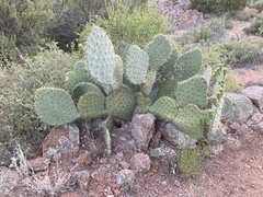 Opuntia chlorotica