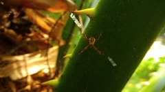 Argiope aetheroides
