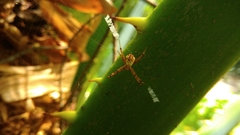 Argiope aetheroides