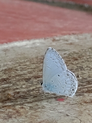 Celastrina lavendularis himilcon