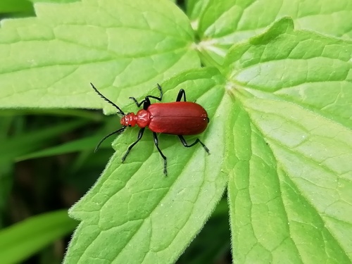 Pyrochroa serraticornis