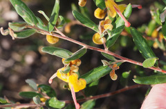 Grevillea chrysophaea