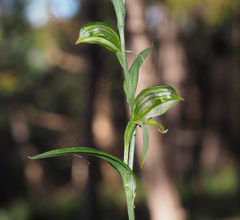Pterostylis smaragdyna