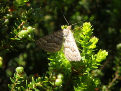 Chrysolarentia nephodes