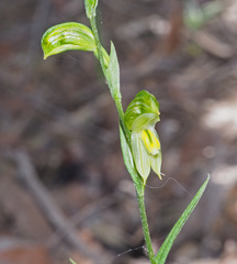 Pterostylis smaragdyna