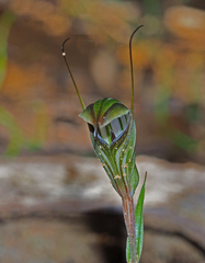 Pterostylis striata