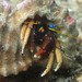 Morgan's Hermit Crab - Photo (c) drmattnimbs, some rights reserved (CC BY-NC), uploaded by drmattnimbs