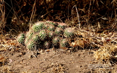 Mammillaria compressa