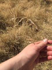 Bromus arizonicus