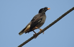 Acridotheres fuscus