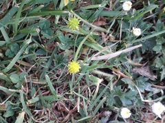 Angiospermae