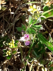 Geranium