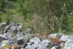 Schivereckia podolica