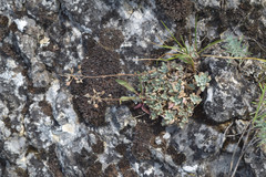 Schivereckia podolica