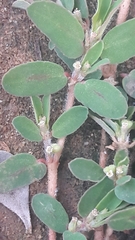 Euphorbia maculata