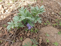Hydrophyllum alpestre