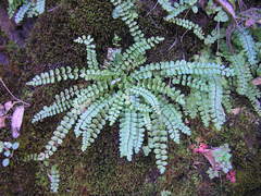 Asplenium trichomanes
