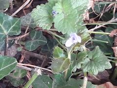 Glechoma hederacea