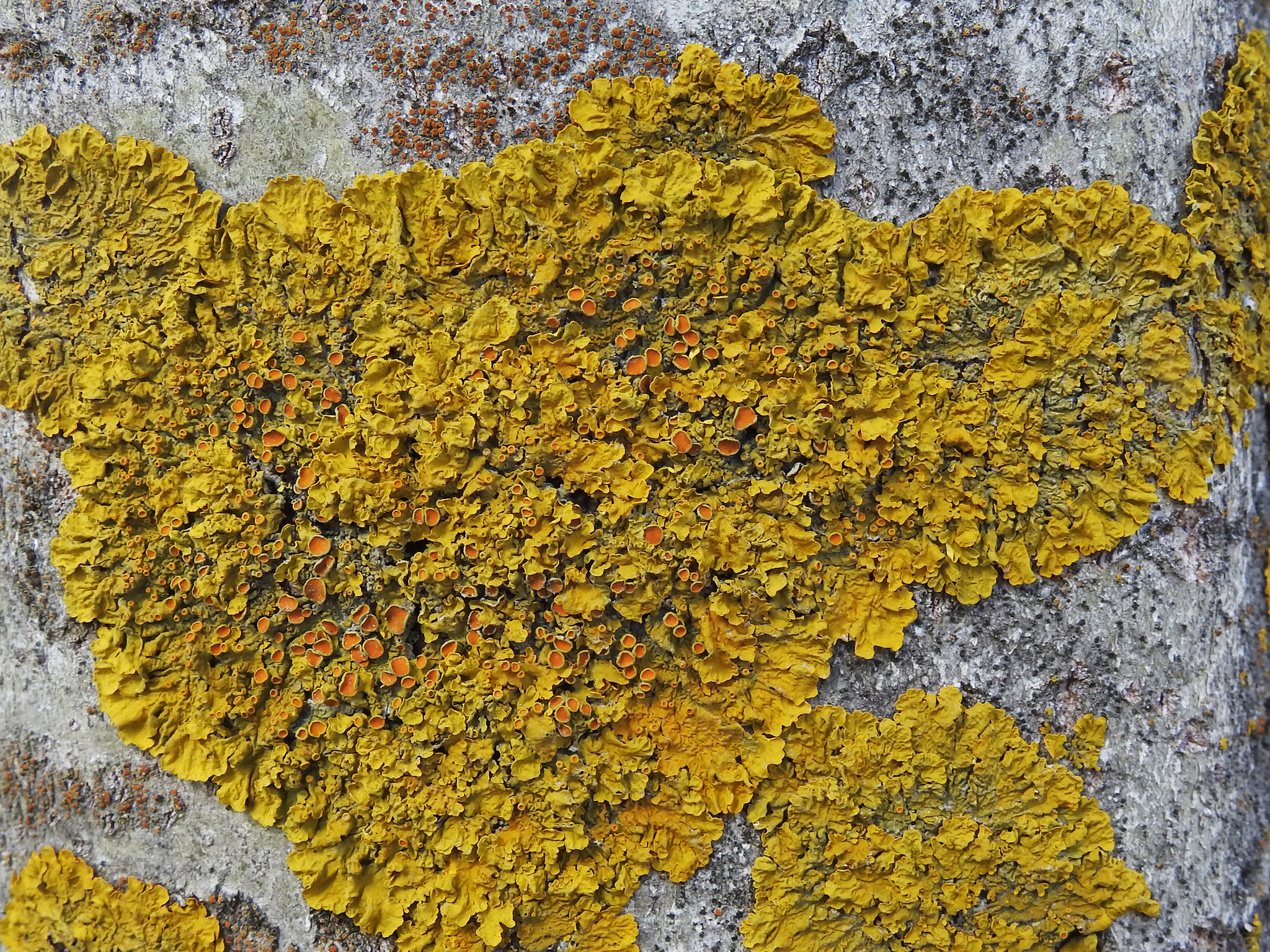 Xanthoria parietina var. parietina image