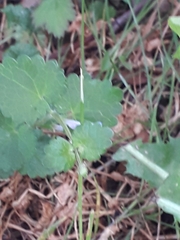 Glechoma hederacea