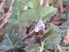 Glechoma hederacea