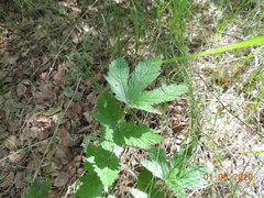 Filipendula stepposa