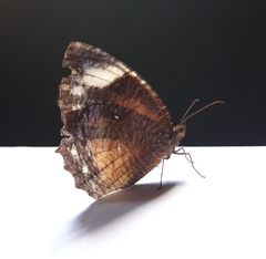 Elymnias hypermnestra hypermnestra