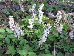 Corydalis cava