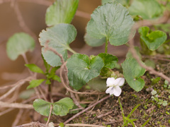 Viola macloskeyi
