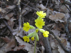 Primula veris