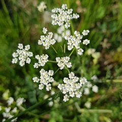 Carum carvi