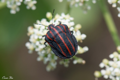 Graphosoma rubrolineatum