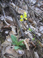 Primula veris