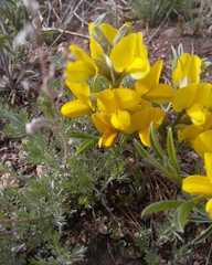 Thermopsis lanceolata